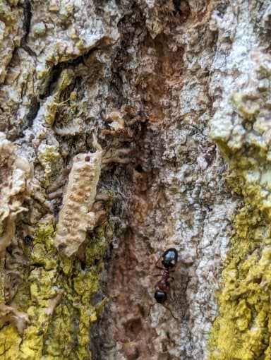 Dolichoderus quadripunctatus photo 61
