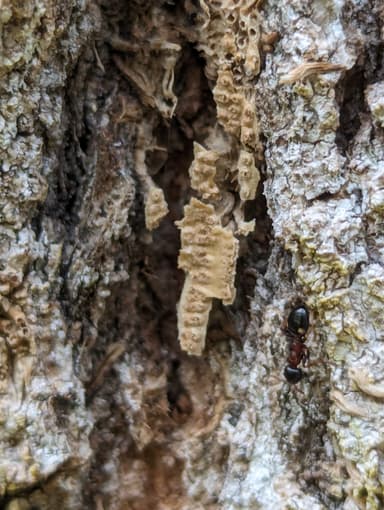 Dolichoderus quadripunctatus photo 62