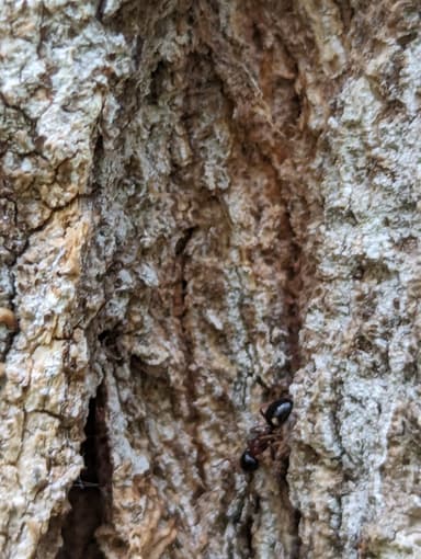Dolichoderus quadripunctatus photo 63