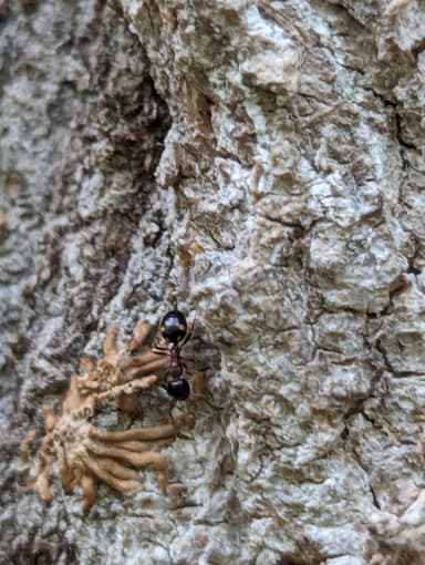 Dolichoderus quadripunctatus photo 64