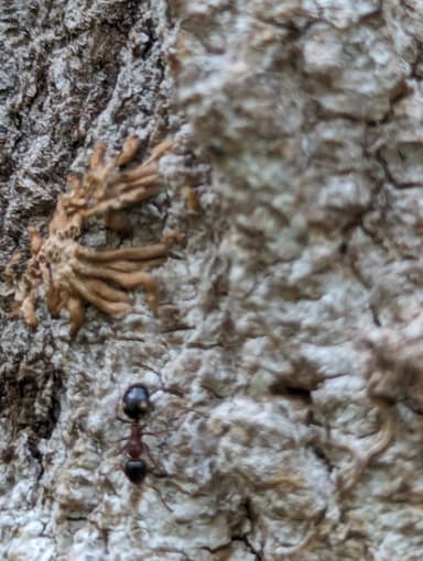 Dolichoderus quadripunctatus photo 65