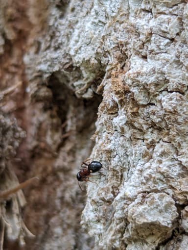 Dolichoderus quadripunctatus photo 66
