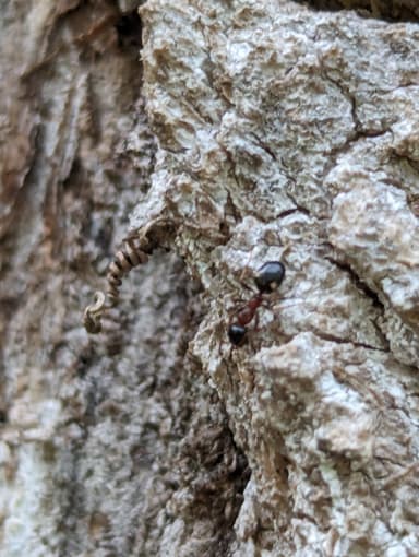 Dolichoderus quadripunctatus photo 67