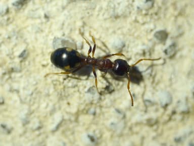 Dolichoderus quadripunctatus photo 73