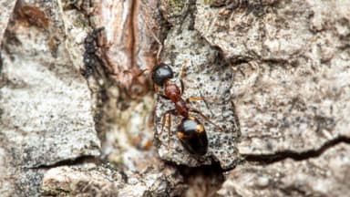 Dolichoderus quadripunctatus photo 76