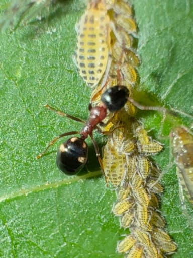 Dolichoderus quadripunctatus photo 77