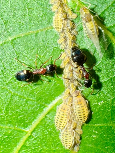 Dolichoderus quadripunctatus photo 78