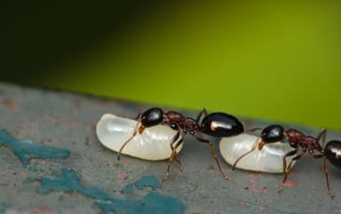Dolichoderus quadripunctatus photo 79