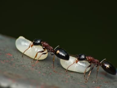 Dolichoderus quadripunctatus photo 80