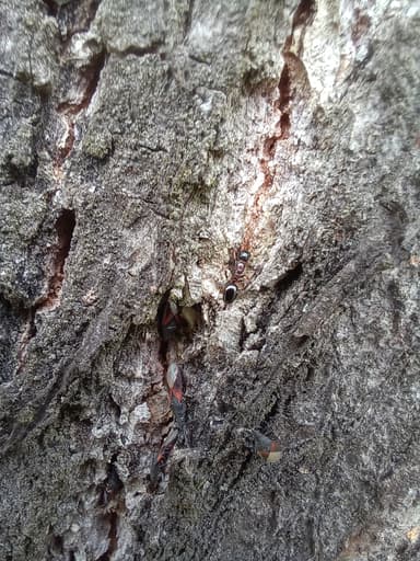 Dolichoderus quadripunctatus photo 81