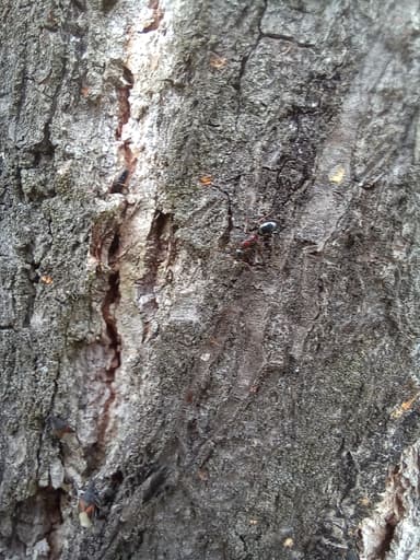 Dolichoderus quadripunctatus photo 83