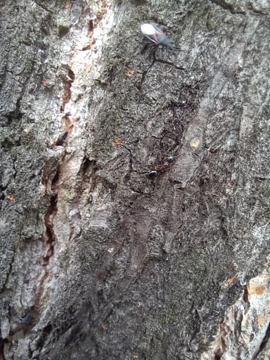 Dolichoderus quadripunctatus photo 84