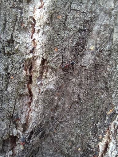 Dolichoderus quadripunctatus photo 85