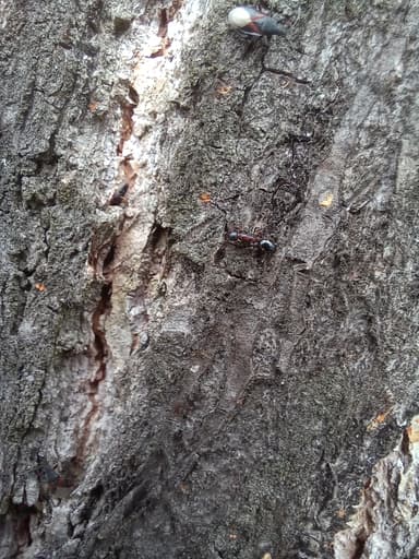 Dolichoderus quadripunctatus photo 86