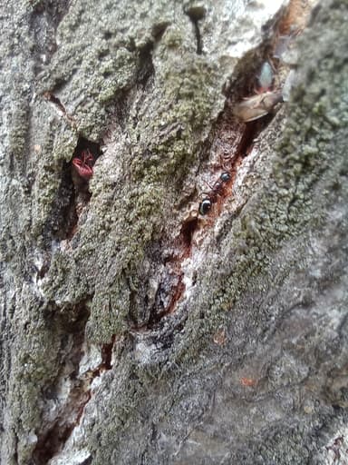 Dolichoderus quadripunctatus photo 89