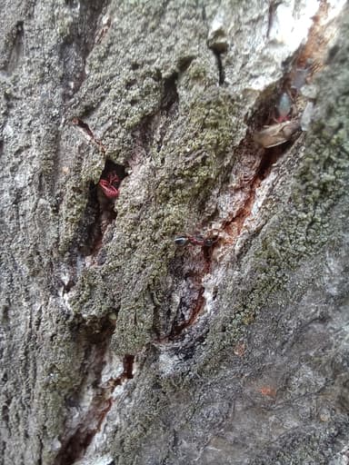 Dolichoderus quadripunctatus photo 90