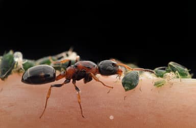 Dolichoderus quadripunctatus photo 91
