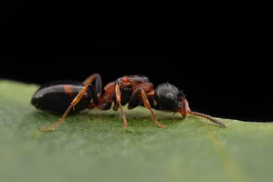 Dolichoderus quadripunctatus photo 92
