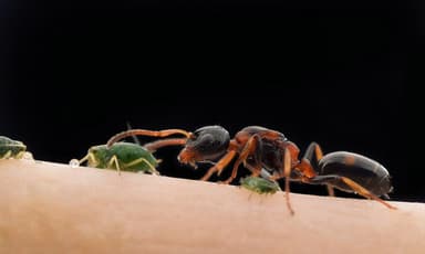 Dolichoderus quadripunctatus photo 93