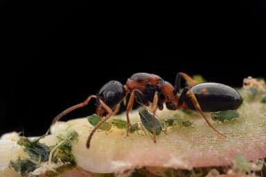 Dolichoderus quadripunctatus photo 94
