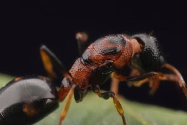 Dolichoderus quadripunctatus photo 95