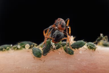 Dolichoderus quadripunctatus photo 96