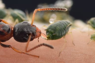 Dolichoderus quadripunctatus photo 97