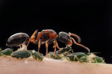 Dolichoderus quadripunctatus photo 98