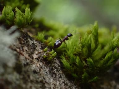 Dolichoderus quadripunctatus photo 99