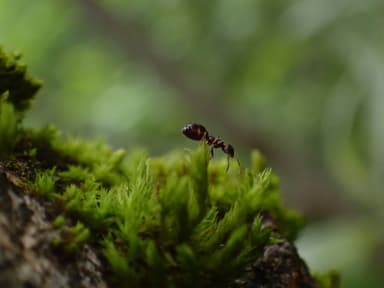Dolichoderus quadripunctatus photo 100