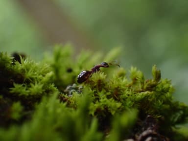 Dolichoderus quadripunctatus photo 101