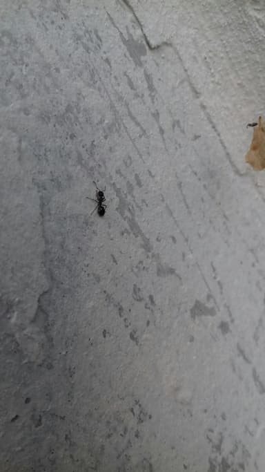 Dolichoderus quadripunctatus photo 103