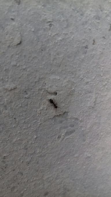 Dolichoderus quadripunctatus photo 104