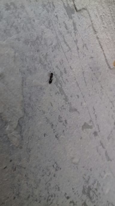 Dolichoderus quadripunctatus photo 105