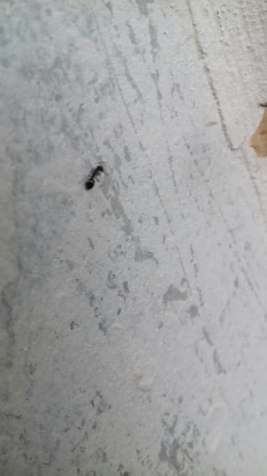 Dolichoderus quadripunctatus photo 106