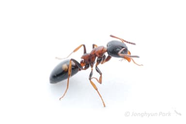 Dolichoderus quadripunctatus photo 108