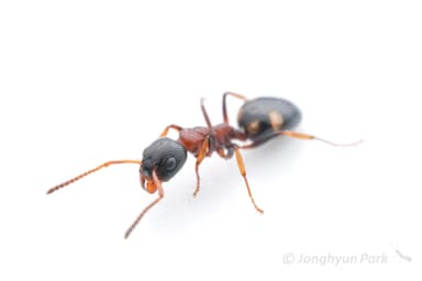 Dolichoderus quadripunctatus photo 109