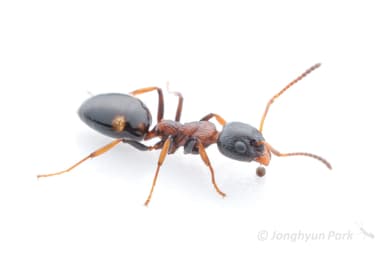 Dolichoderus quadripunctatus photo 110