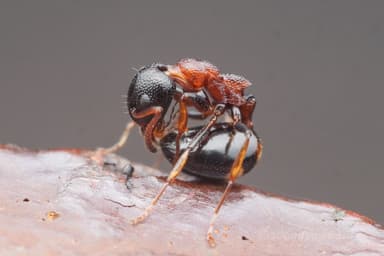 Dolichoderus quadripunctatus photo 114