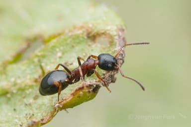 Dolichoderus quadripunctatus photo 116