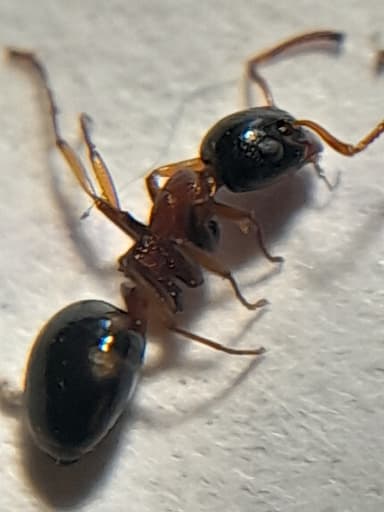 Dolichoderus quadripunctatus photo 121