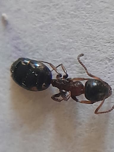 Dolichoderus quadripunctatus photo 122