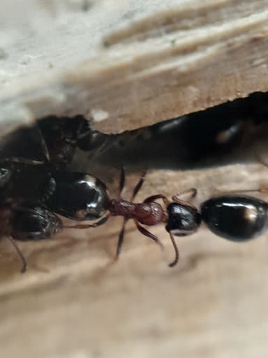 Dolichoderus quadripunctatus photo 123