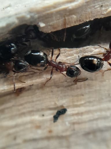 Dolichoderus quadripunctatus photo 124