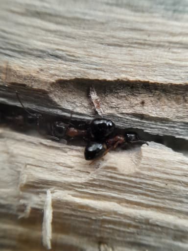Dolichoderus quadripunctatus photo 125