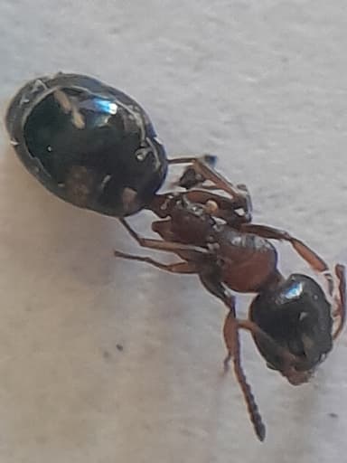 Dolichoderus quadripunctatus photo 126