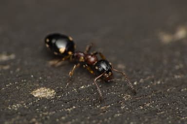 Dolichoderus quadripunctatus photo 129