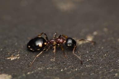 Dolichoderus quadripunctatus photo 130