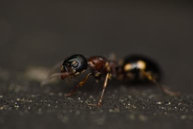 Dolichoderus quadripunctatus photo 131