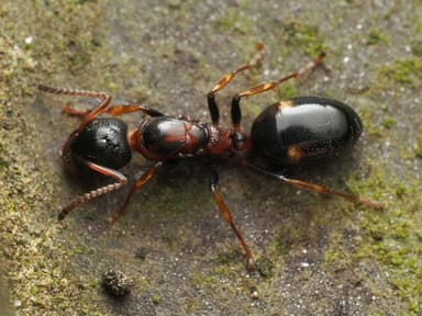 Dolichoderus quadripunctatus photo 132